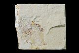 Cretaceous Fossil Fish (Stichocentrus) - Lebanon #162737-1